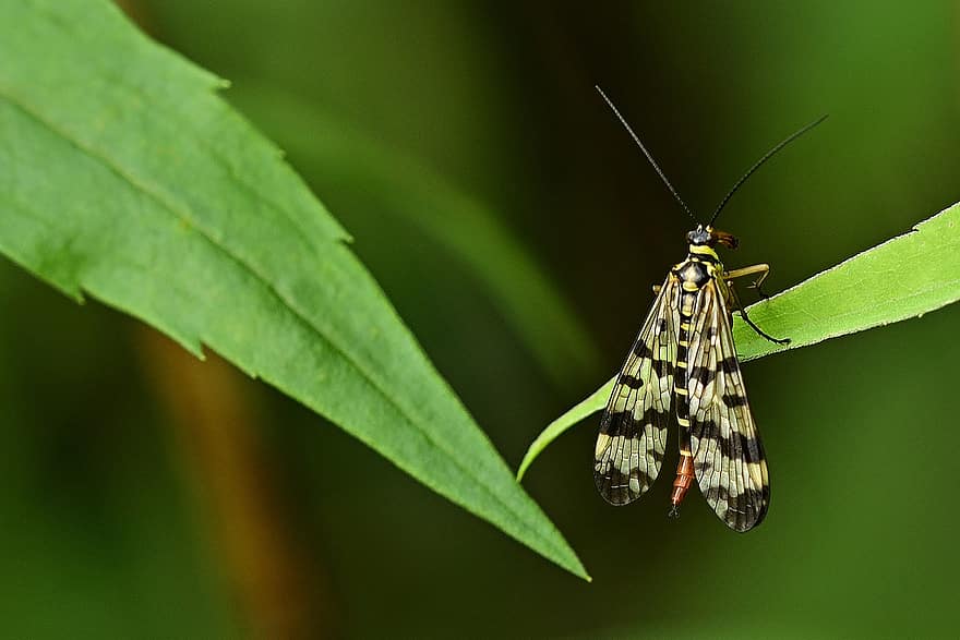 Insekt, communis, weiblich, schnabelfliege, Flügel, Rüssel, Nahansicht, Natur, sommerwiese, Grün, fliegend