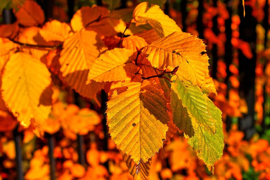 otoño, hojas, follaje, hojas de otoño, follaje de otoño, Otoño, bosque, naturaleza