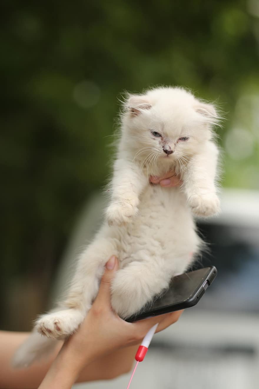 Cat, Animal, Kitten, Pet, Portrait, Cute, Adorable, White Cat, White Kitten, Feline, Domestic