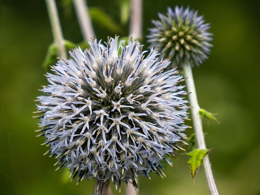 Thistle, Flower, Plant, Prickly, Sphere, Flora, Nature, Flowering, Silver, Blue