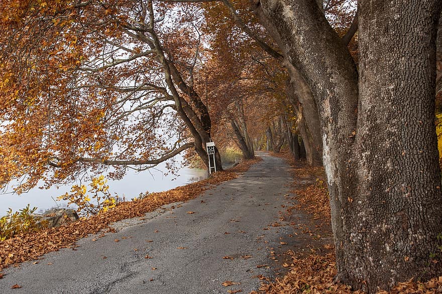 Nature, Autumn, Trees, Path, Rural, Season, Fall