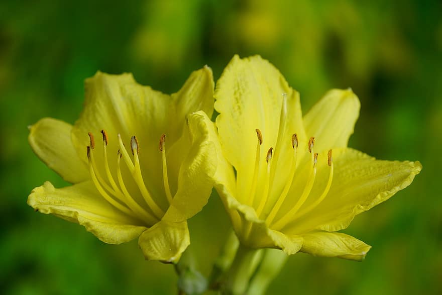 gelbe Taglilie, Blumen, Pflanze, Taglilie, gelbe Blumen, Blütenblätter, Staubblätter, blühen, Natur, Nahansicht, Blume