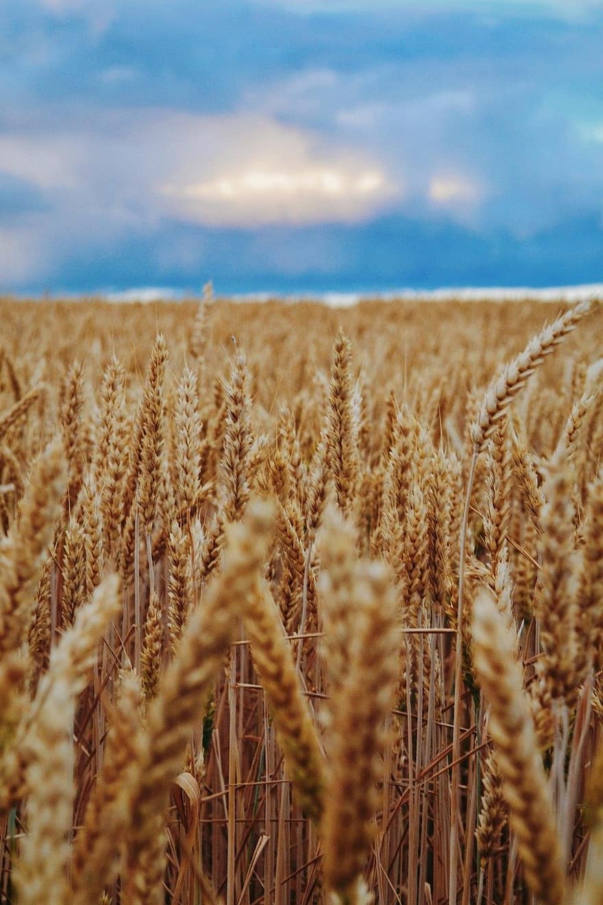 wheat, cereal grains, field, agriculture, farm, rural scene, growth, summer, plant, yellow, ripe