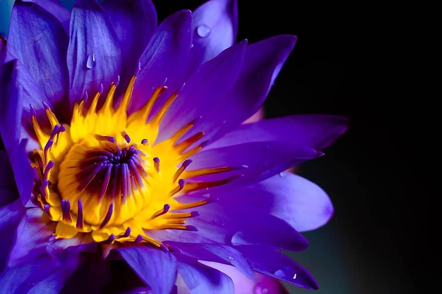 fialový lotos, lotosový květ, kapky rosy, květ, vodní rostliny, flóra, zblízka, fialový květ, fialové okvětní lístky, Příroda, rostlina