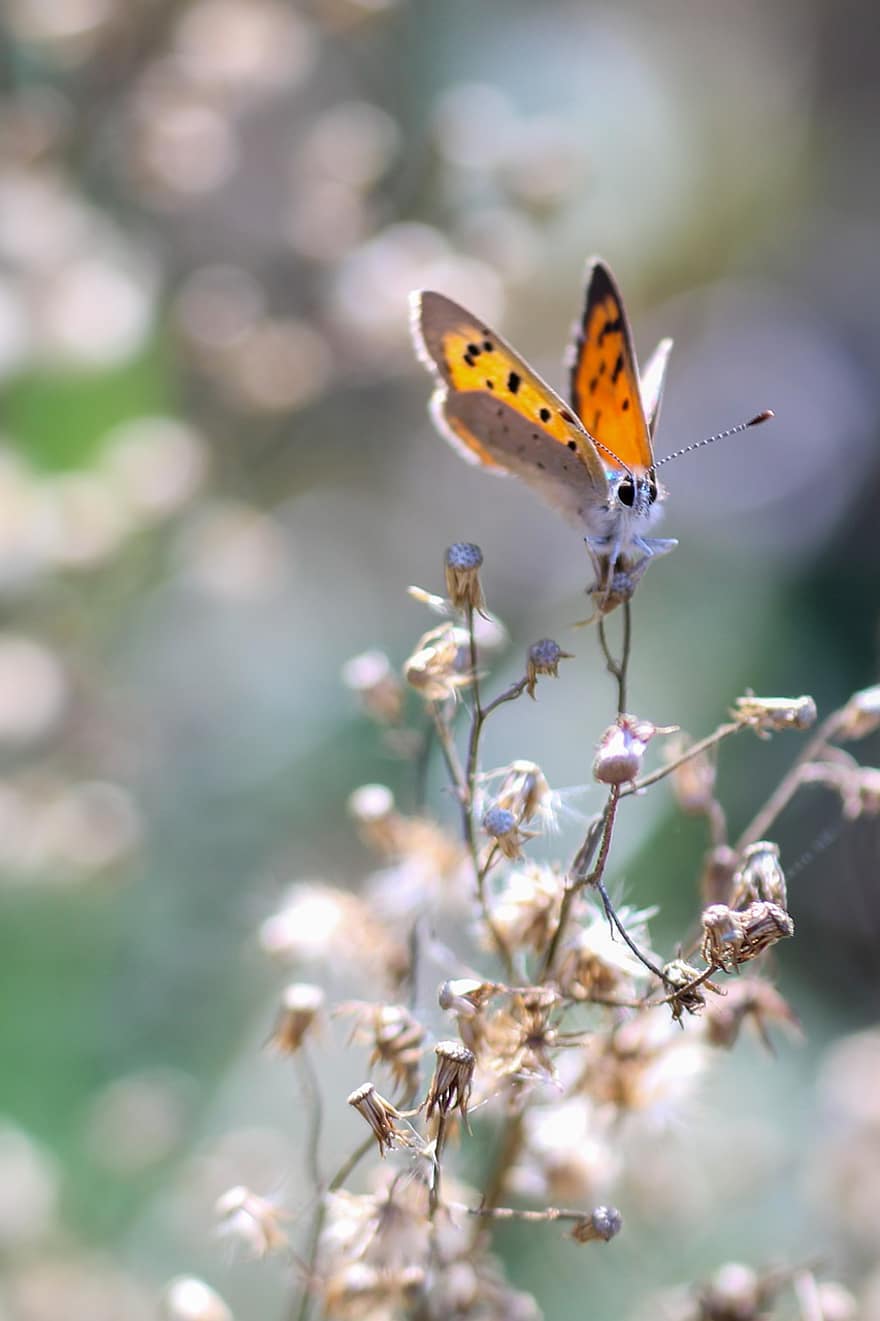pequena borboleta de cobre, borboleta, flores, inseto, asas, plantar, natureza, fechar-se, flor, verão, macro