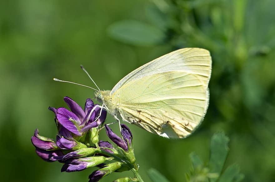 Nature, Butterfly, Flower, Insect, Large White, Cabbage White, Cabbage Moth, Large Cabbage White, Pollination, Bloom, Blossom