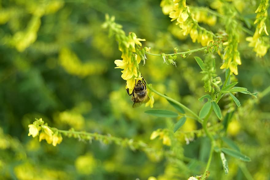 Bee, Oilseed Rape