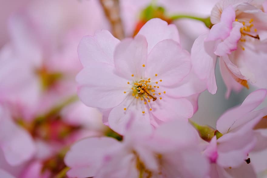 cseresznyevirág, virágok, tavaszi, rózsaszín virágok, Sakura, virágzás, virágzik, ág, fa, természet, közelkép