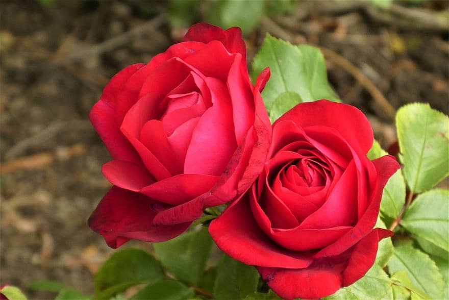 flor, Rosa, Rosa roja, naturaleza, floración, jardín, flora, pétalos, de cerca, hoja, pétalo
