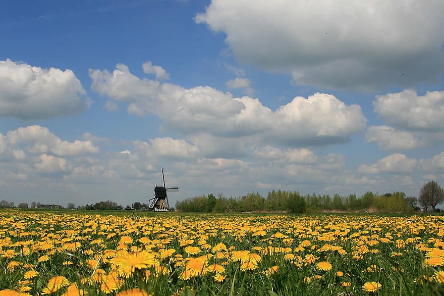 квіти, поле, природи, цвітіння, ботаніка, сільський, луг, на відкритому повітрі, вітряк, дерева, Нідерланди