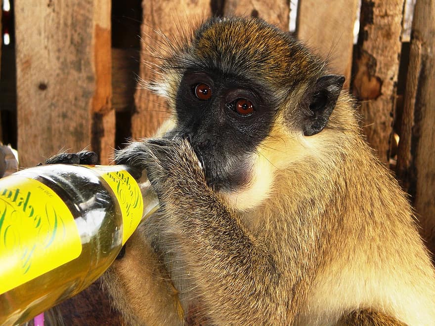 Гамбия, обезьяна, бутылка лимонада, Африка, животные