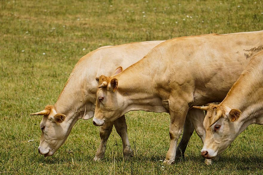 Cows, Cattle, Horns, Pasture, Field, Grass, Animals, Livestock, Rural