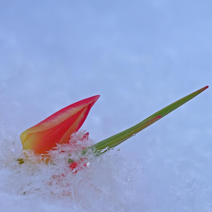 tulipa, neve, Início do inverno, cristais de gelo, cristais de neve, temporada, flor, Flor, fechar-se, folha, plantar