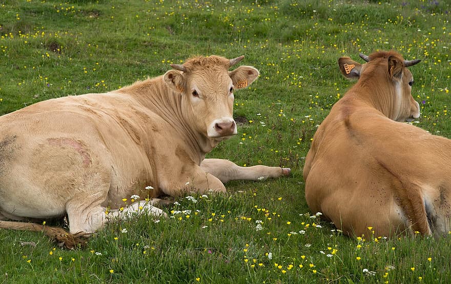 vacas, reprodução, rebanho, aubrac