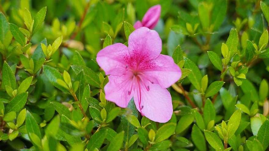 blomst, azalea, rosa blomst, Jeju øy, natur, anlegg, hage, blad, nærbilde, sommer, grønn farge