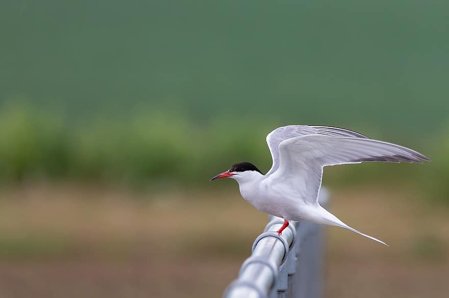 Common Tern, Tern, Sea Swallow, Sea Bird, Fishing, Bird, Red Beak, Lake, On Bar, Flying, Elegant