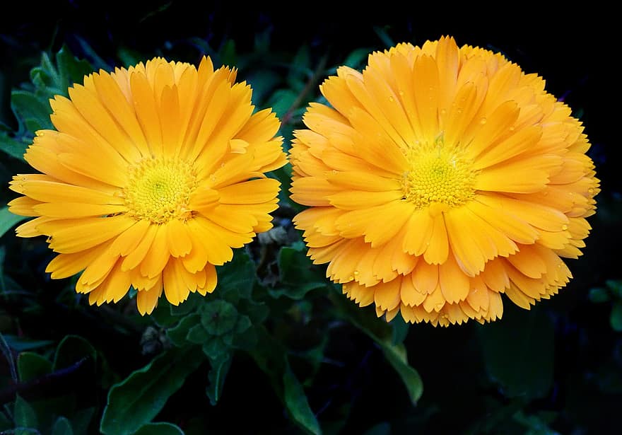 marigolds, blomster, gule blomster, blomstrer, Calendulas, hage, gule kronblader, petals, flora, floriculture, botanikk