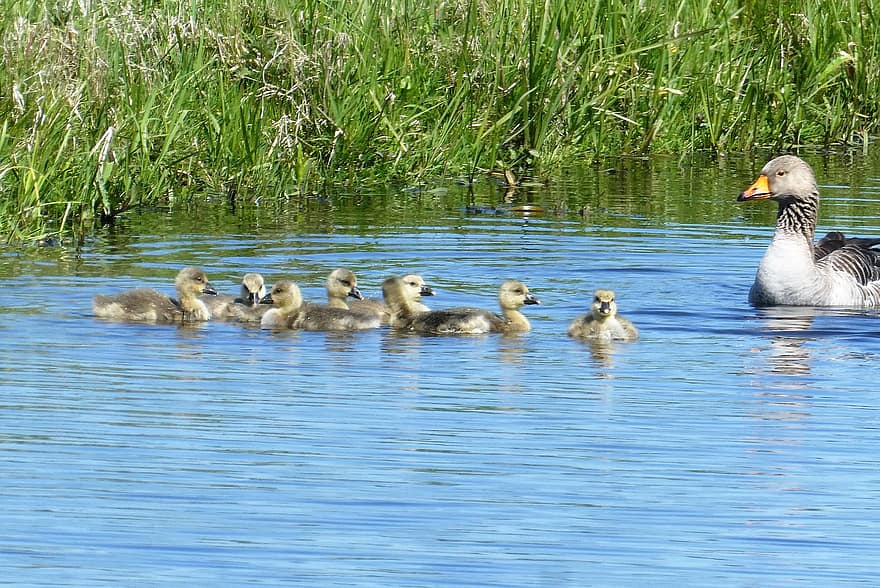 Geese, Goslings, Chicks, Young Chicks, Kind, Birds, Animals, Animals In The Wild, Beak, Ganzenfamilie, Swimming