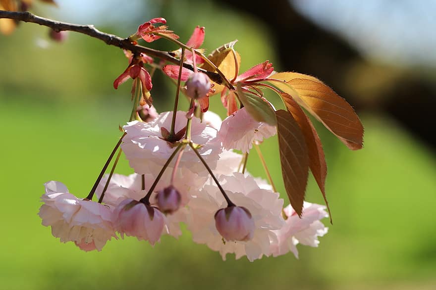 fiori di ciliegio, prunus serrulata, grannenkirsche, sakura, ramo fiorito, fiorire, fiori rosa, fioritura, natura, avvicinamento, foglia