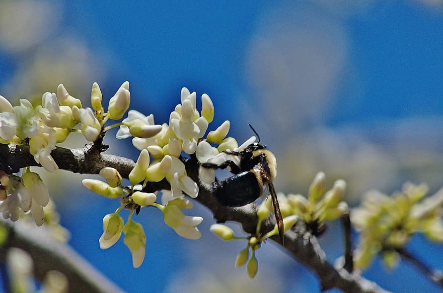 джміль, квіти, весна, бджола, комаха, бутони, відділення, природи, цвітіння