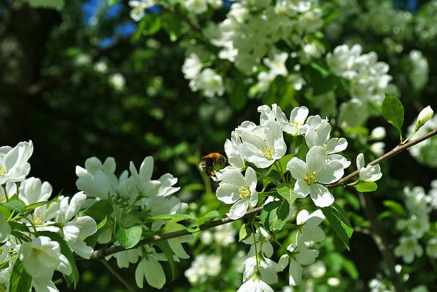 цветя, Ябълково дърво, земна пчела, насекомо, природа, съцветие, цвят, цветен прашец