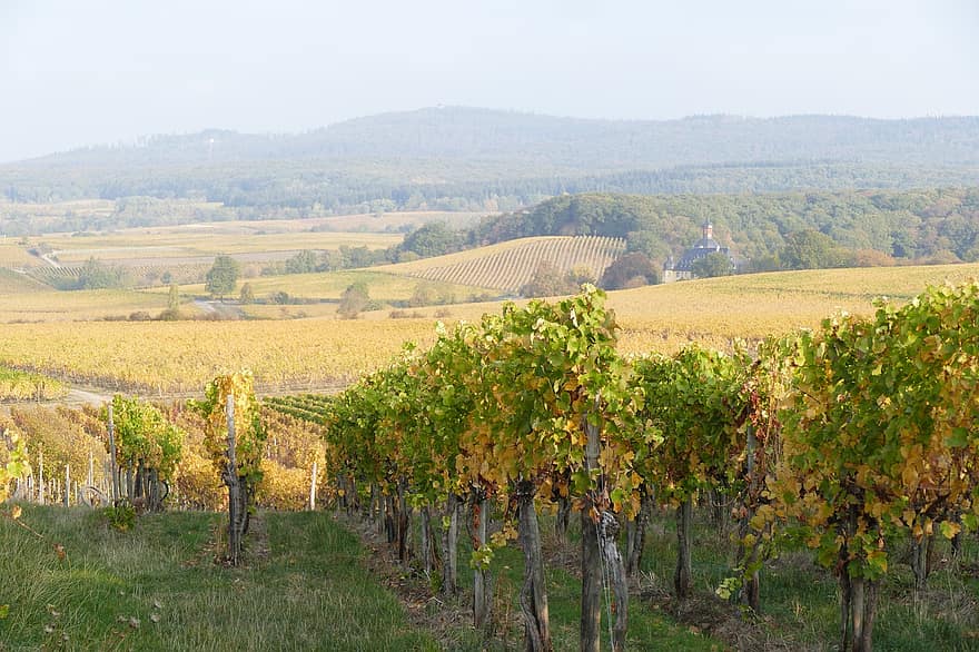 Grapevines, Vineyard, Hills, Plants, Winegrowing, Viticulture, Fall, Autumn, Plantation, Field, Landscape