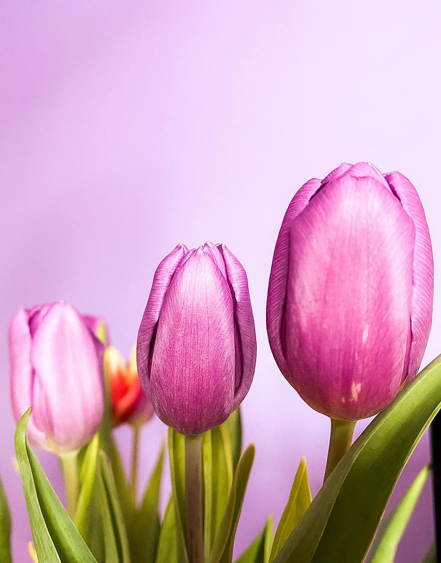 tulipani, fiori, gemme, fiori rosa, fioritura, fiorire, pianta, flora, primavera, giardino, natura