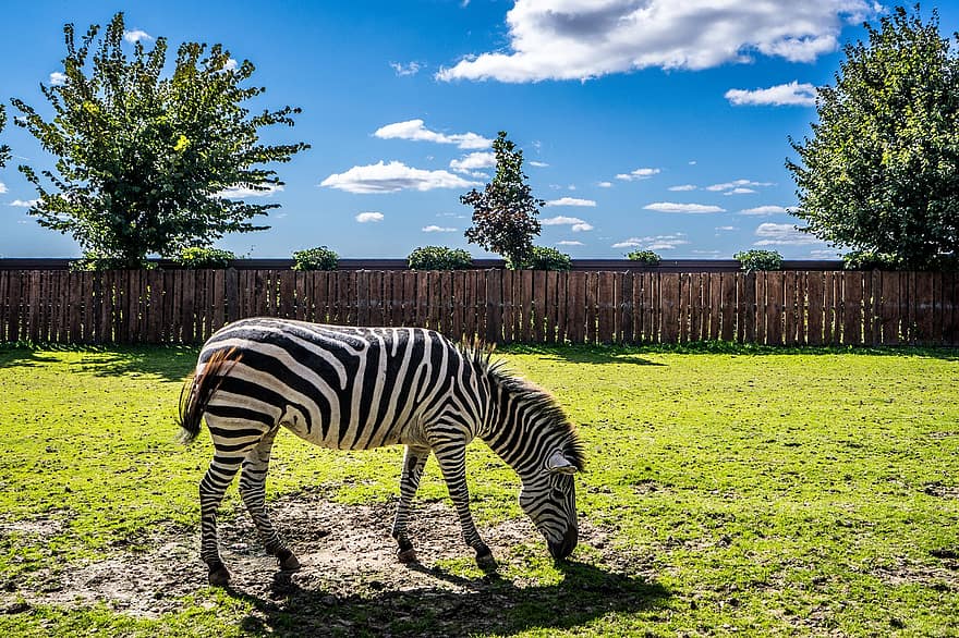zebra, dyr, græsning, Zoo, gård