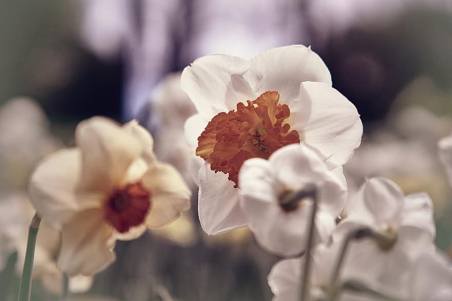 Narcissus, blomst, anlegg, påskelilje, hvite blomster, petals, blader, vår, flora, nærbilde, petal