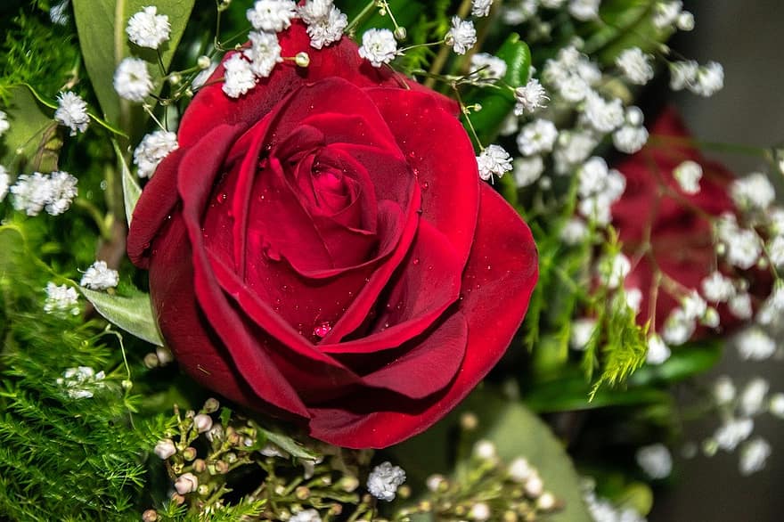 Rosa, las flores, ramo de flores, de cerca, frescura, flor, pétalo, planta, hoja, romance, amor