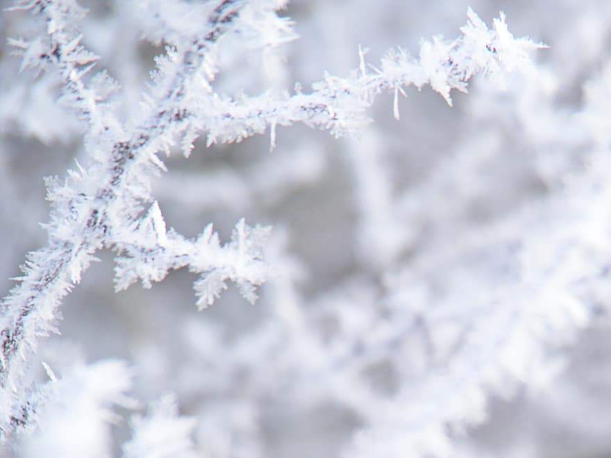 Eis, Natur, Geäst, Baum, Winter, Frost, Jahreszeit, Schnee, cool, Wetter, Hintergrund