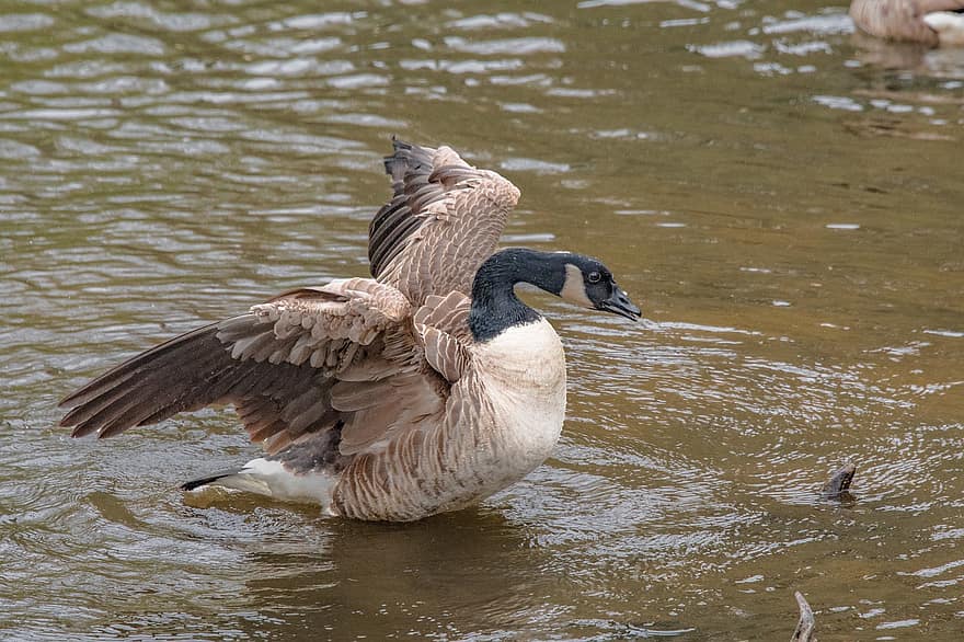 Greylag Goose, Goose, Bird, Waterfowl, Water Bird, Aquatic Bird, Animal, Plumage, Wildlife, Wings, Nature