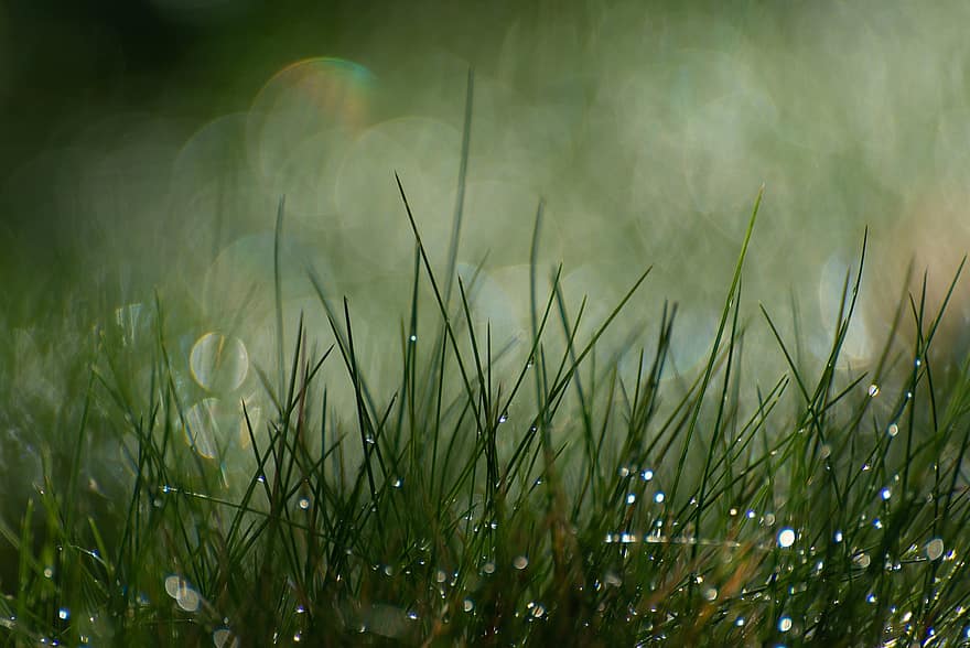 Grass, Meadow, Drops, Stalks, Green, Background