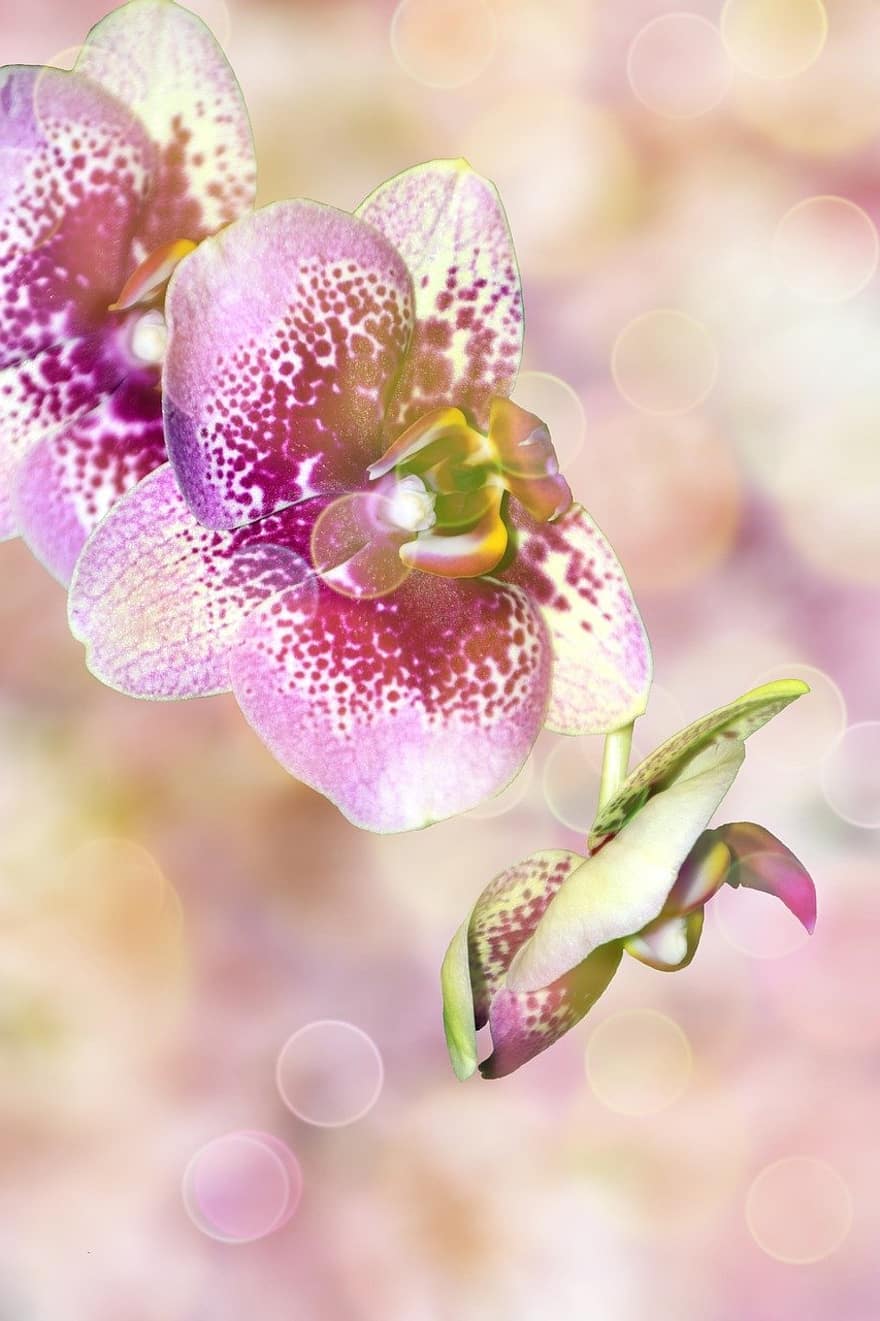 kukat, orkidea, kukinta, kukka, kasvi, luonto, pehmennys, onnittelukortti, postikortti, scrapbooking