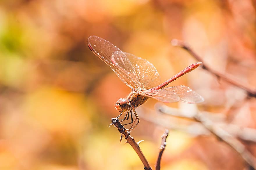 Red Dragonfly, Dragonfly, Insect, Bug, Animal, Nature, Wallpaper, Colorful
