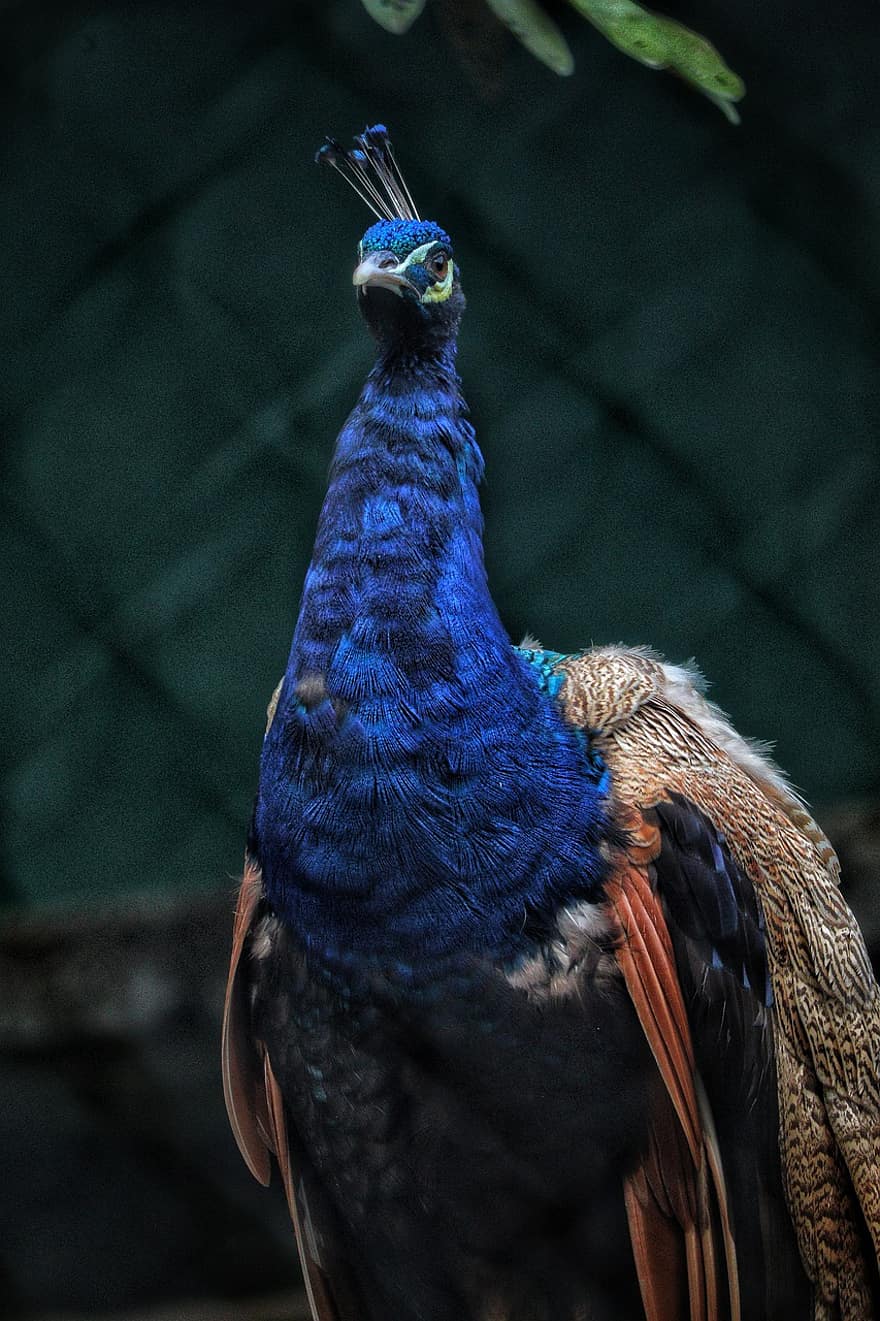 Bird, Beak, Feathers, Plumage, Animal, feather, multi colored, close-up, blue, peacock, green color