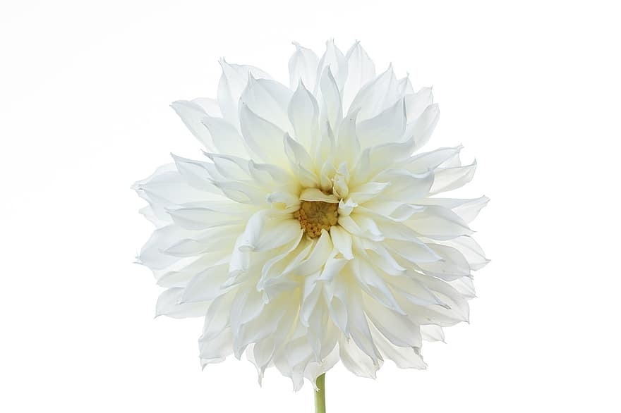 Dahlia, balta gėlė, balta dahija, žiedas, gėlė, žydi, flora