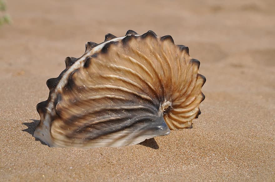 shell, platja, Costa, primer pla, sorra, closca d’animals, petxina de mar, crustaci, estiu, mol·lusc, macro