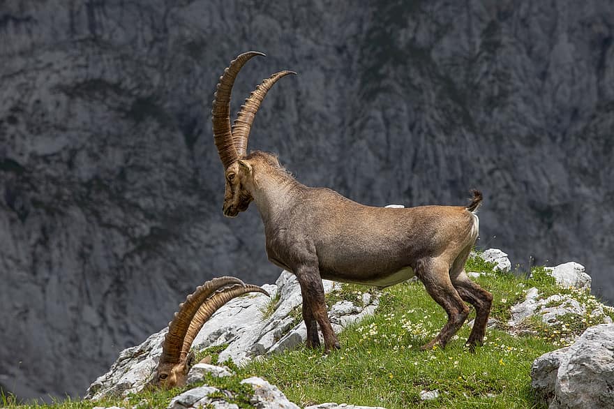 steenbok, dier, dieren in het wild, wilde geit, stenen geit, zoogdier, Steenbok, hoorns, Alpen, berg-