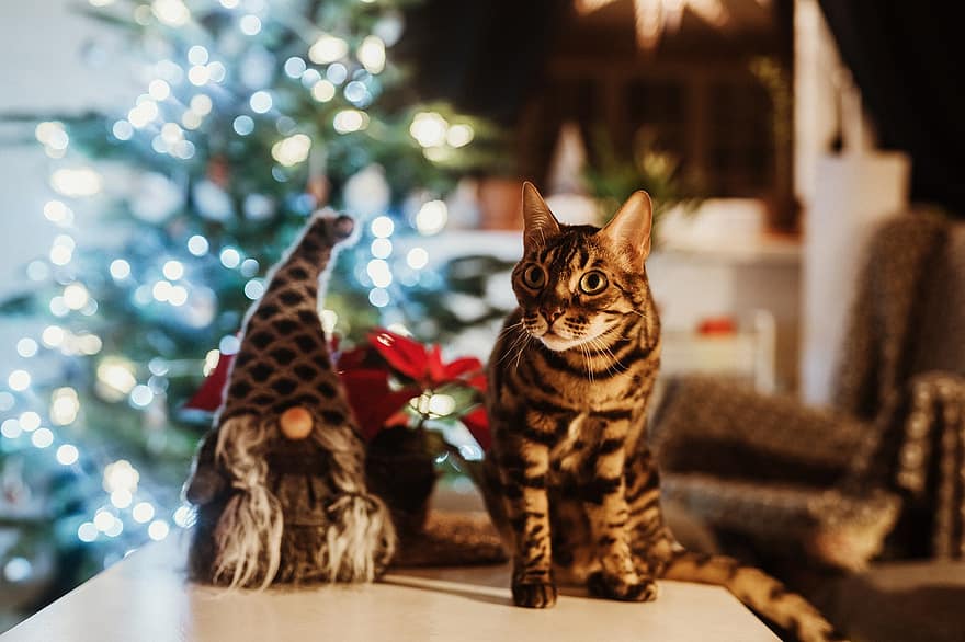 macska, házi kedvenc, Karácsony, állat, pletykázó vénasszony, házimacska, macskaféle, emlős, aranyos, karácsony, dekoráció