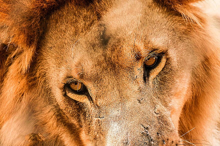 lev, kočka, Afrika, dravec, zvíře, zoo, safari, mužský, hříva, lvice, volně žijících živočichů