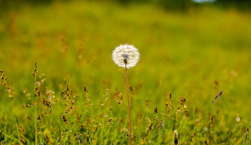 Dandelion, Seed Head, Grass, Plants, Blowball, Fluffy, Pointed Flower, Flower, Meadow, Park, Nature