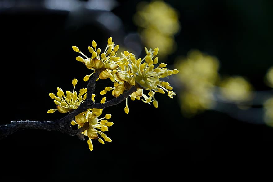 Flowers, Corn Milk, Bloom, Blossom, Spring Flowers, Spring, Tree, Yellow Flower, Landscape, close-up, yellow