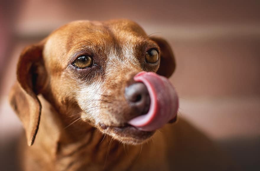 câine, animal de companie, limbă, limba afară, linge, față, față de câine, câine brun, animal, cățeluș, drăguţ