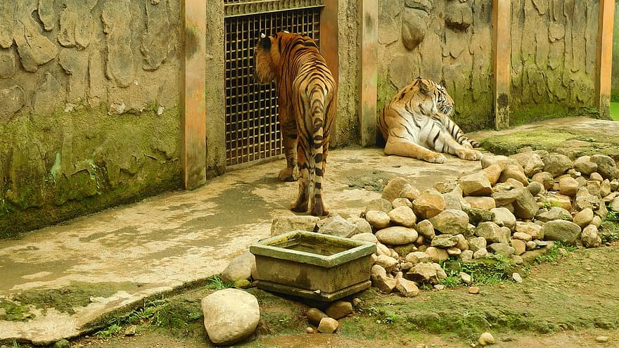 Tigre, felino, fauna silvestre, gato no domesticado, Tigre de Bengala, animales en la naturaleza, bosque tropical, hierba, a rayas, especie en peligro, grande