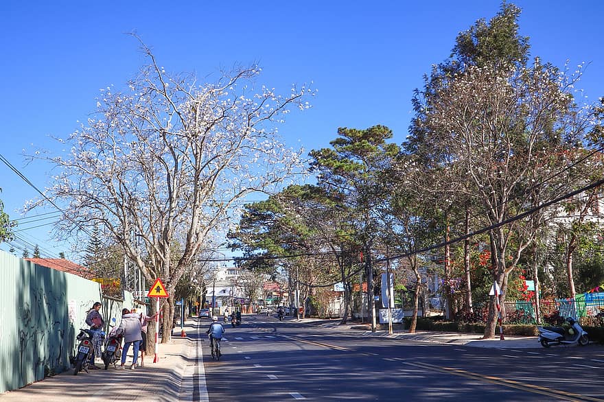 jalan, kota, pohon, urban, da lat, Vietnam, trotoar, aspal, di luar rumah, pejalan kaki