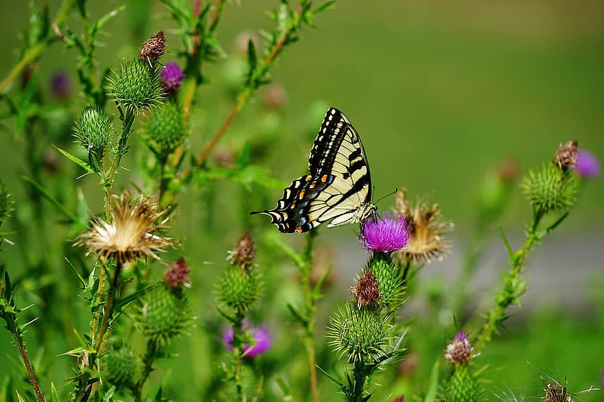 papillon, ailes, insecte, chardon, fleurs, Prairie