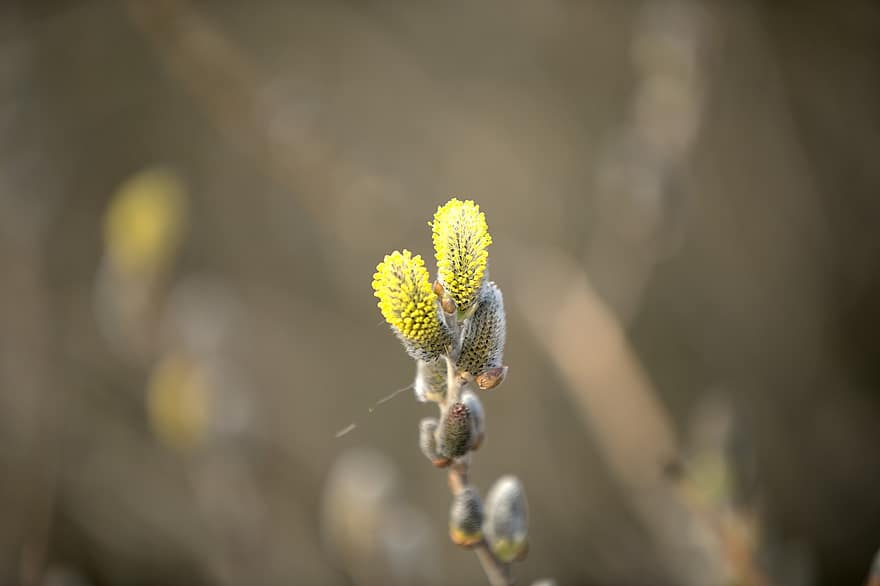 Willow Tree, Tree, Sprout, Plant, Botany, Growth, close-up, macro, leaf, springtime, flower