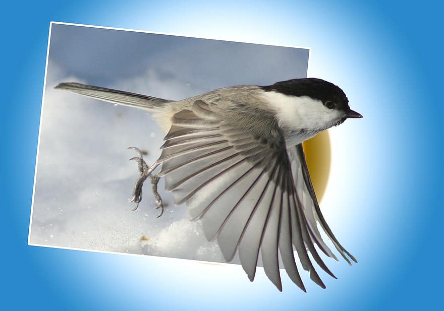 Poecile-montanus, Vogel, außerhalb der Grenzen, digitale Schöpfung, Grafik, Natur, fliegend, digitale Manipulation, Fotokunst, blaue Kunst