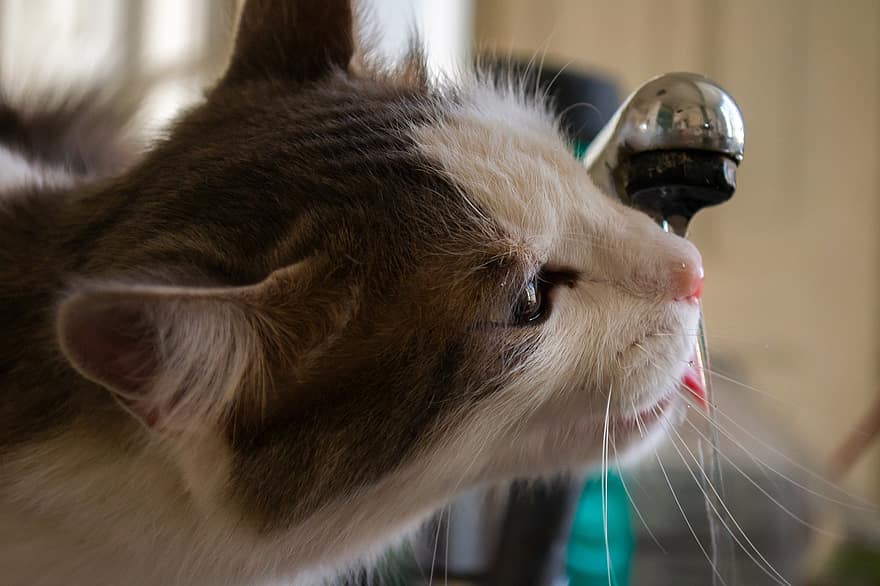 kočka, pití vody, domácí zvíře, zvíře, domácí kočka, domácí mazlíčci, Kočkovitý, roztomilý, kotě, domácí zvířata, vous